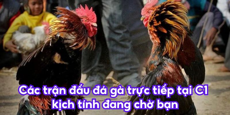 Các trận đấu đá gà trực tiếp tại C1 kịch tính đang chờ bạn