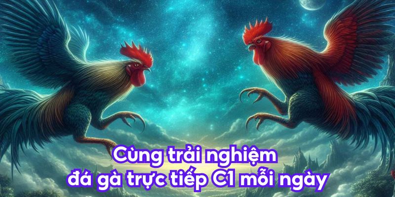 Cùng trải nghiệm đá gà trực tiếp C1 mỗi ngày