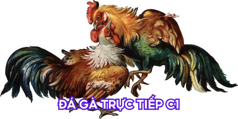 Đá Gà Trực Tiếp C1 - Vui Hết Nấc, Thắng Chao Đảo Cùng 77bet