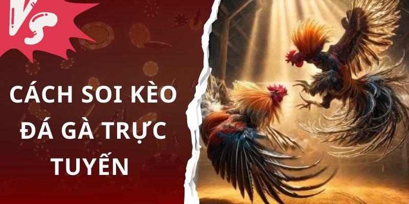 Kinh nghiệm giúp bạn soi kèo hiệu quả khi tham gia đá gà trực tiếp C2