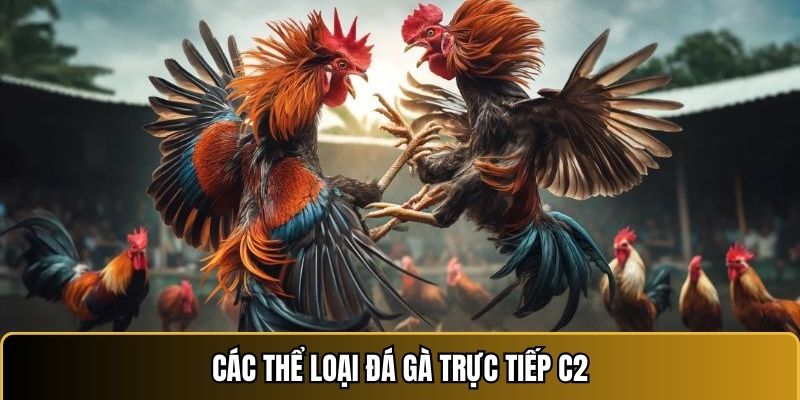 Những thể loại phổ biến tại giải đá gà C2