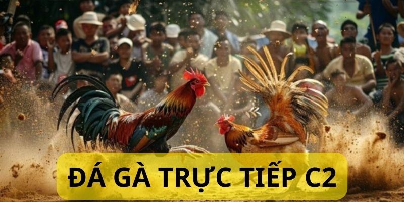 Tổng quan về giải chọi kê C2