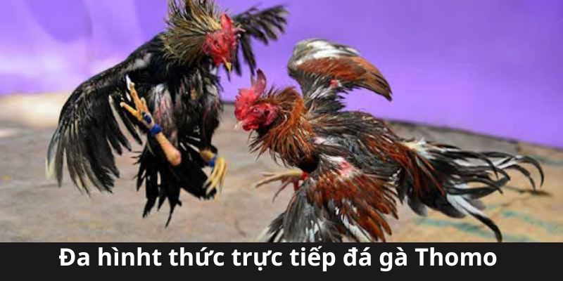 Đa hình thức đá gà Thomo tại hệ thống 77bet dành cho hội viên