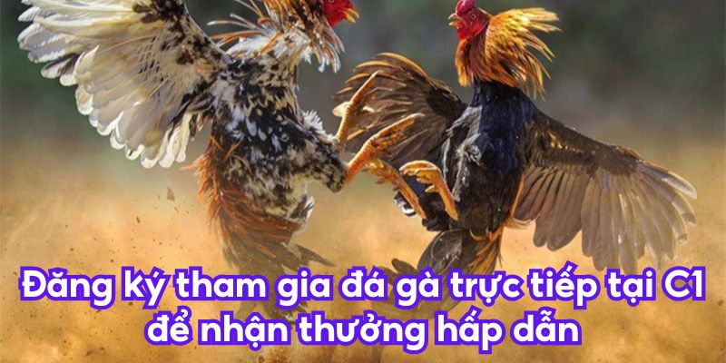 Đăng ký tham gia đá gà trực tiếp tại C1 để nhận thưởng hấp dẫn