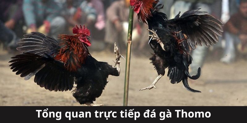 Đón đọc các thông tin cơ bản về trực tiếp đá gà Thomo