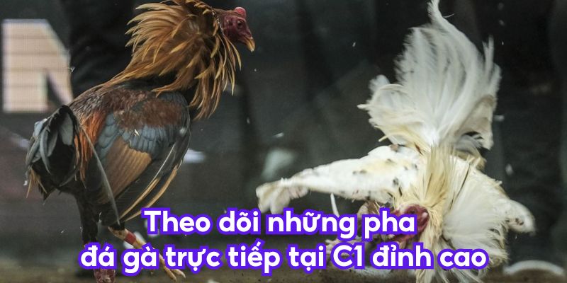 Theo dõi những pha đá gà trực tiếp tại C1 đỉnh cao