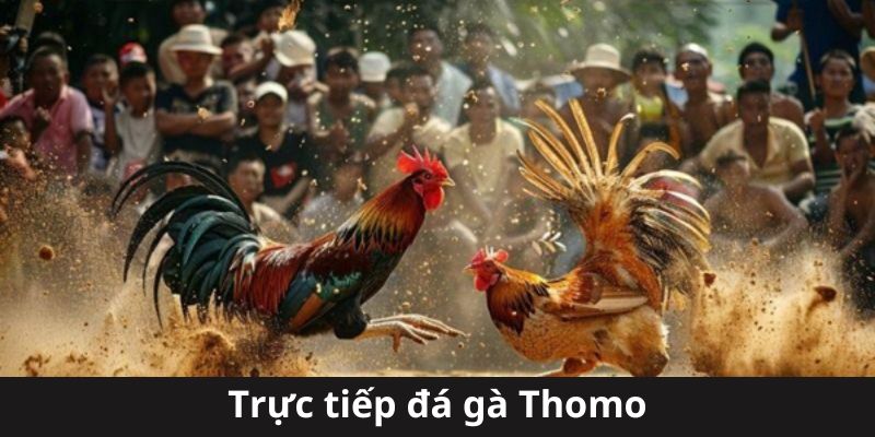 Trải nghiệm Khán Giả Đỉnh Cao với Trực Tiếp Đá Gà Hấp Dẫn