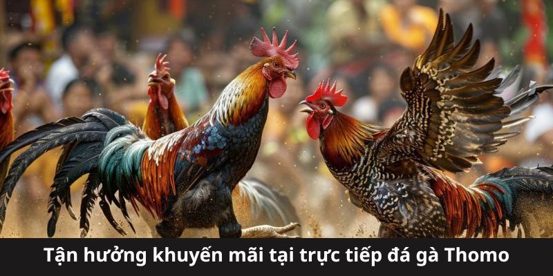 Vô vàn các khuyến mãi có tại đá gà Thomo 77bet